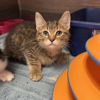 Gerber 2 of 2 -  Domestic Short Hair Cat for Adoption in La Grange Park, Illinois - Gerber 2 Of 2 | PetCurious