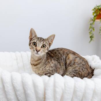 JLo -  Domestic Short Hair Cat for Adoption in Los Angeles, California - JLo | PetCurious