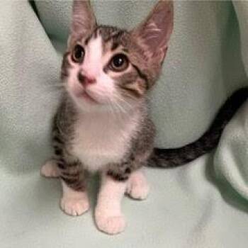 Rescue Tabby Cats for Adoption in Green Valley, Arizona - Omelet | PetCurious