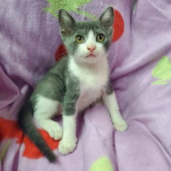 Wookiee -  Domestic Short Hair Cat for Adoption in Westminster, California - Wookiee | PetCurious