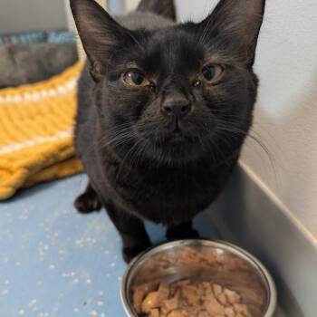 Kathleen -  Domestic Medium Hair Cat for Adoption in Watertown, New York - Kathleen | PetCurious