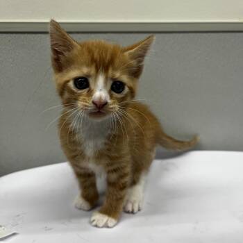 Domestic Short Hair Cats Available for Adoption in Tampa, Florida - Tupac | PetCurious