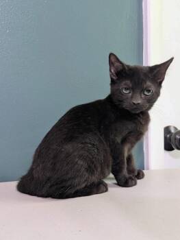 Codsworth -  Domestic Short Hair Cat for Adoption in Augusta, Georgia - Codsworth | PetCurious
