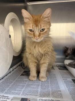 Domestic Long Hair Cats Available for Adoption in San Jose, California - FANTA | PetCurious