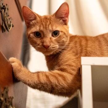 Elm -  Domestic Short Hair Cat for Adoption in Hillsborough, North Carolina - Elm | PetCurious