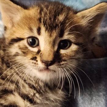 Clark K45709 -  Domestic Short Hair Cat for Adoption in Corsicana, Texas - Clark K45709 | PetCurious