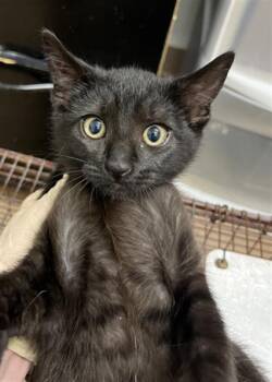 Rescue Domestic Short Hair Cats for Adoption in Hayward, California - RAVEN | PetCurious