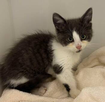 Arnaud -  Domestic Short Hair Cat for Adoption in Delson, Quebec - Arnaud | PetCurious