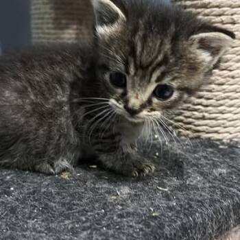Mocha -  Domestic Short Hair Cat for Adoption in Calgary, Alberta - Mocha | PetCurious