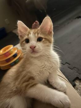 Rescue Domestic Short Hair Cats for Adoption in Charles City, Iowa - Ralph | PetCurious