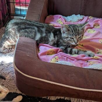 Febreze -  Domestic Short Hair Cat for Adoption in Arthur, Ontario - Febreze | PetCurious