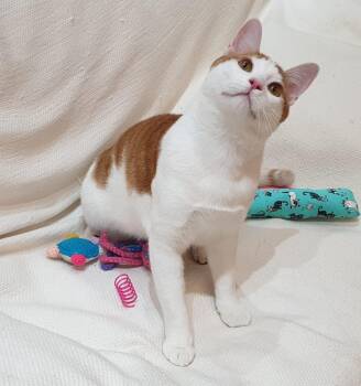 Gerry- Affectionate young boy - good with cat-friendly dogs -  Domestic Short Hair Cat for Adoption in Toronto, Ontario - Gerry- Affectionate Young Boy - Good With Cat-friendly Dogs | PetCurious