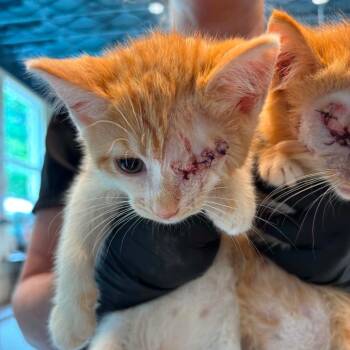 Izquierda -  Domestic Medium Hair Cat for Adoption in Huntington, West Virginia - Izquierda | PetCurious