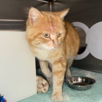 Domestic Short Hair Cats Available for Adoption in Cedaredge, Colorado - Buffy | PetCurious