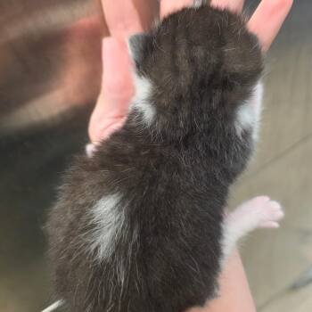 Hank -  Domestic Short Hair Cat for Adoption in Sand Springs, Oklahoma - Hank | PetCurious