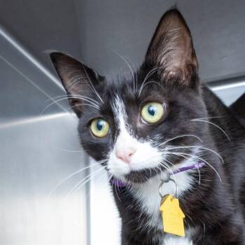 AMELIA -  Domestic Short Hair Cat for Adoption in St. Louis, Missouri - AMELIA | PetCurious