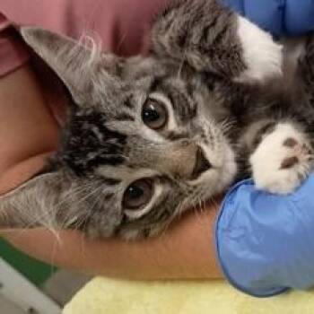 American Shorthair Cats Available for Adoption in Bethel, Connecticut - Charity | PetCurious