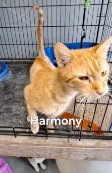 Harmony -  Domestic Short Hair Cat for Adoption in Plattsburgh, New York - Harmony | PetCurious