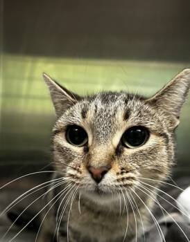 Rescue Domestic Short Hair Cats for Adoption in Spartanburg, South Carolina - Gracie | PetCurious