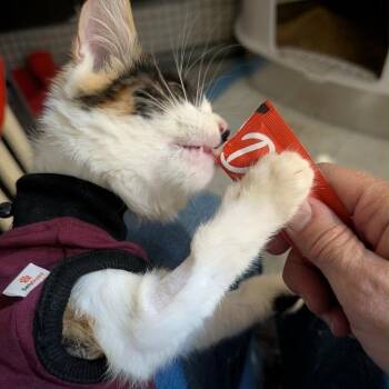 Report -  Domestic Short Hair Cat for Adoption in Sioux Falls, South Dakota - Report | PetCurious