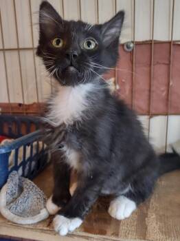 Domestic Medium Hair Cats Available for Adoption - Whiskers | PetCurious