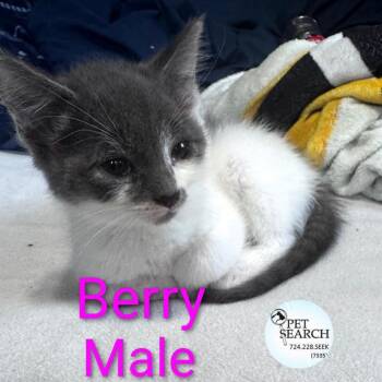 Rescue Domestic Short Hair Cats for Adoption in Washington, Pennsylvania - Berry | PetCurious