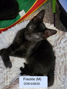 Rescue Domestic Short Hair Cats for Adoption in Vacaville, California - Freckle | PetCurious