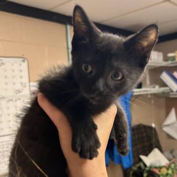 Kala -  Domestic Short Hair Cat for Adoption in Newport, North Carolina - Kala | PetCurious