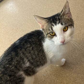 Domestic Short Hair Cats Available for Adoption - The Feline Physique | PetCurious