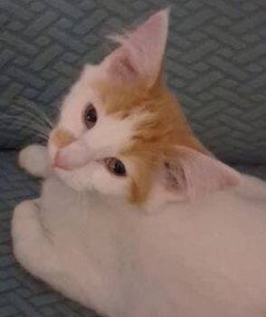 KITTEN CARROT TOP -  Domestic Short Hair Cat for Adoption in Franklin, Tennessee - KITTEN CARROT TOP | PetCurious