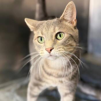 Zion -  Domestic Short Hair Cat for Adoption in Columbus, Ohio - Zion | PetCurious