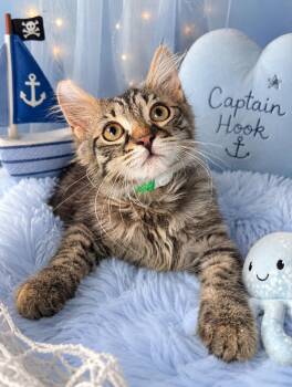 Captain Hook -  Maine Coon and Domestic Long Hair Cat for Adoption in Tavares, Florida - Captain Hook | PetCurious