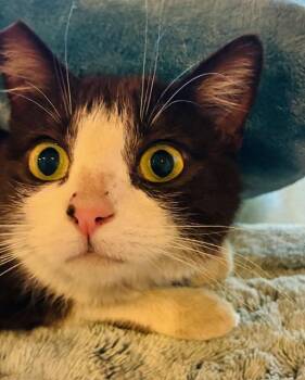 Domestic Short Hair Cats Available for Adoption - Galinda | PetCurious