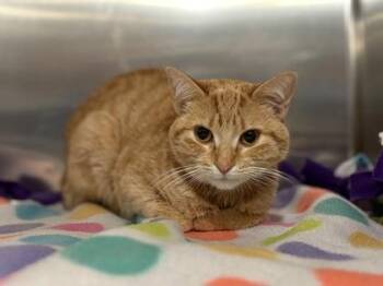 Elegance -  Domestic Short Hair Cat for Adoption in Golden Valley, Minnesota - Elegance | PetCurious