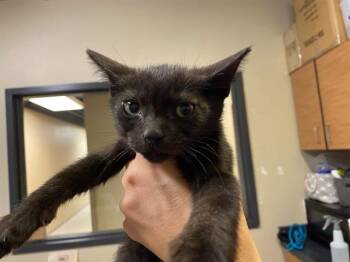 Domestic Short Hair Cats Available for Adoption in Modesto, California - MUFASA | PetCurious