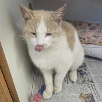 Domestic Short Hair Cats Available for Adoption in Phoenixville, Pennsylvania - Justin  | PetCurious