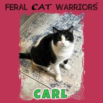 Domestic Short Hair Cats Available for Adoption in Kingman, Arizona - Carl | PetCurious