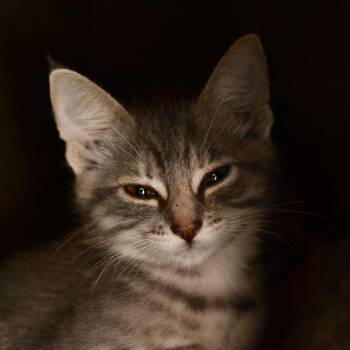 Jelly -  Domestic Short Hair Cat for Adoption in Ottawa, Kansas - Jelly | PetCurious