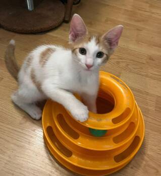 Domestic Short Hair Cats Available for Adoption in St. Cloud, Florida - Peanut | PetCurious