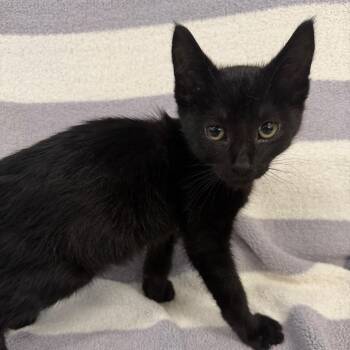 Mountain Dew -  Domestic Short Hair Cat for Adoption in Newberg, Oregon - Mountain Dew | PetCurious
