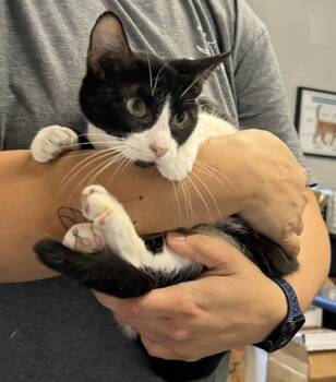 Rescue Domestic Short Hair Cats for Adoption in Sanford, Florida - Blossom | PetCurious