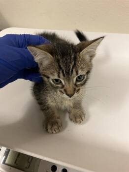 Domestic Short Hair Cats Available for Adoption in Long Beach, California - EDD | PetCurious