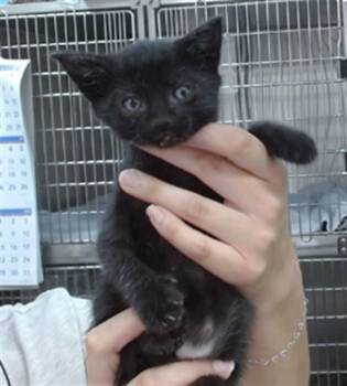 ASHER -  Domestic Medium Hair Cat for Adoption in Salinas, California - ASHER | PetCurious
