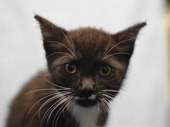 Chococat -  Domestic Short Hair Cat for Adoption in Portland, Oregon - Chococat | PetCurious