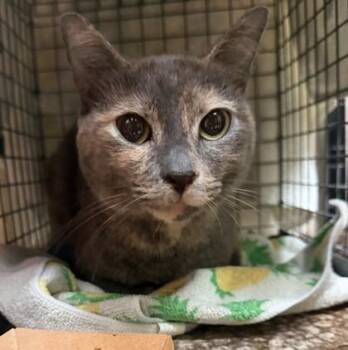 Adora -  Domestic Short Hair Cat for Adoption in Honolulu, Hawaii - Adora | PetCurious