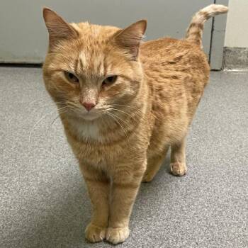 Johnny B Good -  Domestic Short Hair Cat for Adoption in New Philadelphia, Ohio - Johnny B Good | PetCurious