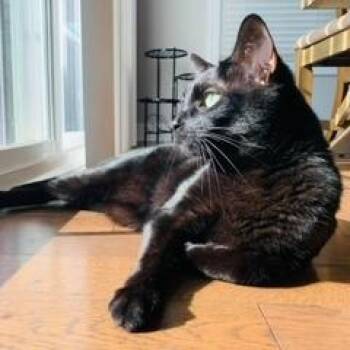 Domestic Short Hair Cats Available for Adoption in Roanoke, Virginia - Oakley | PetCurious