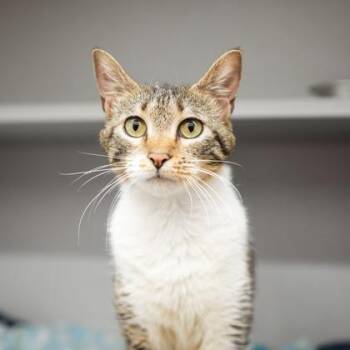 Catra -  Domestic Short Hair Cat for Adoption in Atlanta, Georgia - Catra | PetCurious