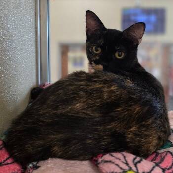 Daisy Tail -  Domestic Short Hair Cat for Adoption in Chatham, Virginia - Daisy Tail | PetCurious