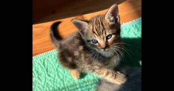 Zebulon -  Tabby Cat for Adoption in Virginia Beach, Virginia - Zebulon | PetCurious